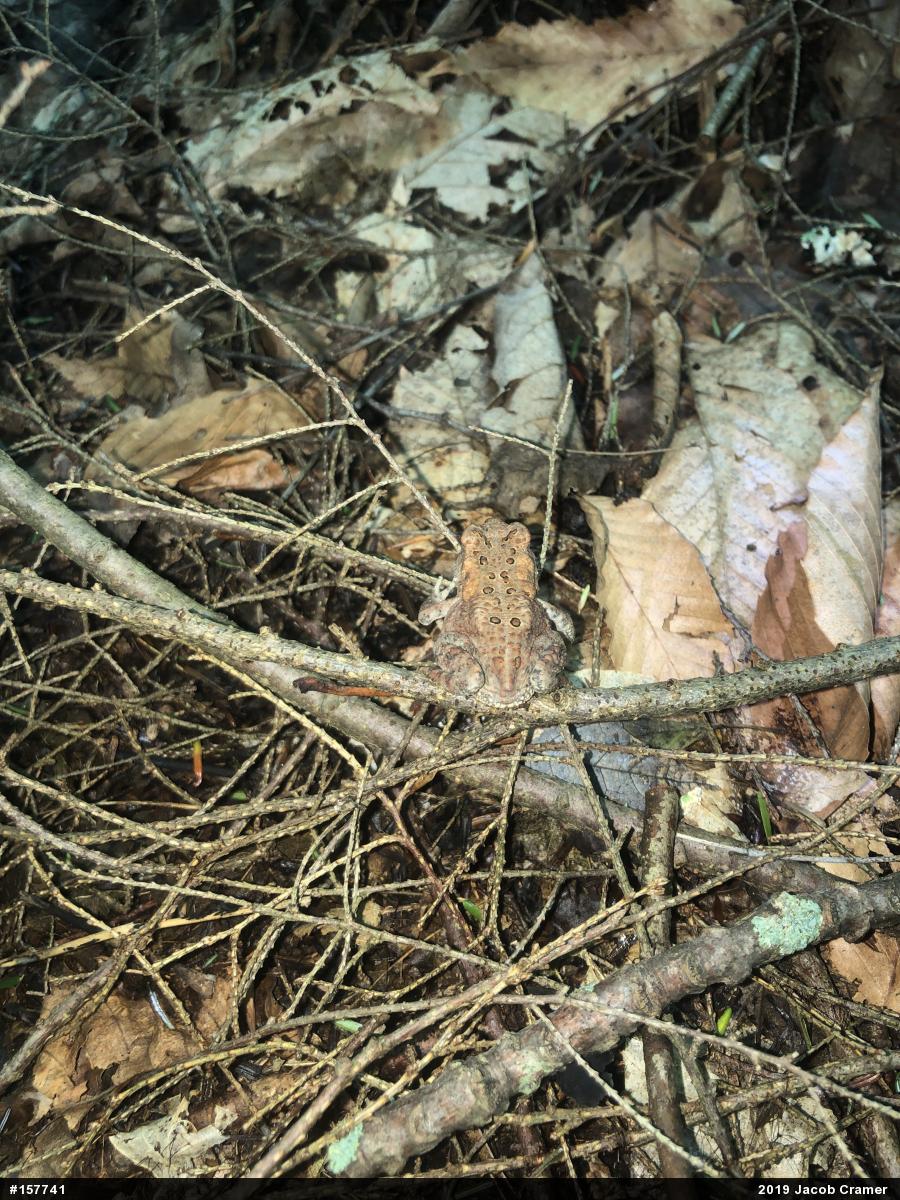 Eastern American Toad