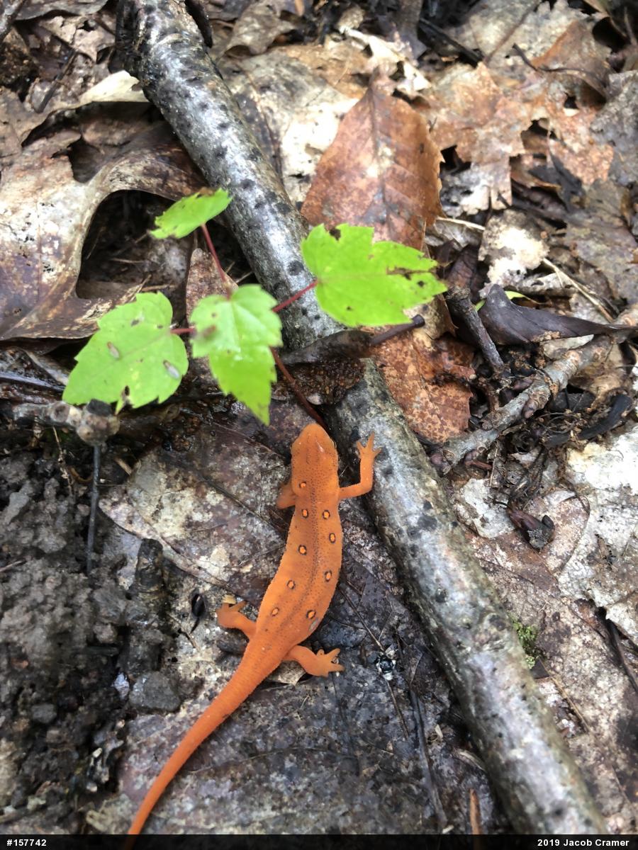 Red-spotted Newt