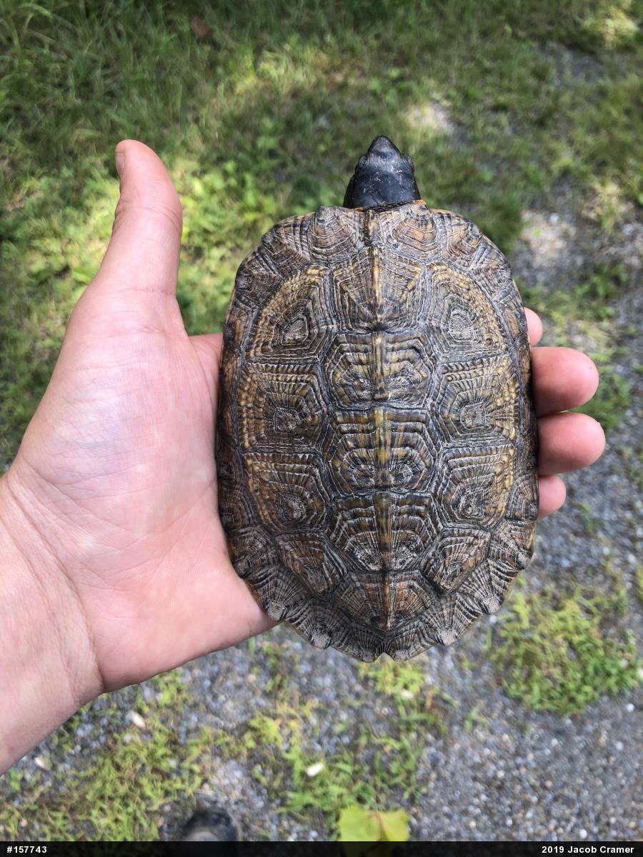 Wood Turtle