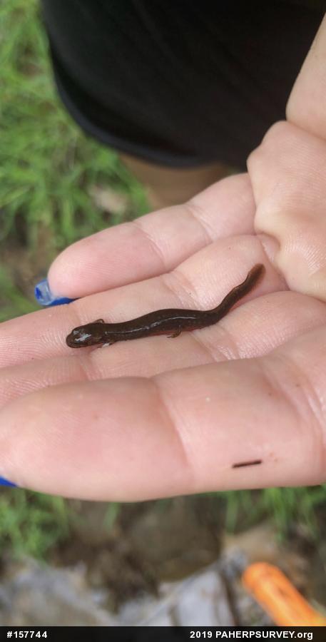 Northern Two-lined Salamander