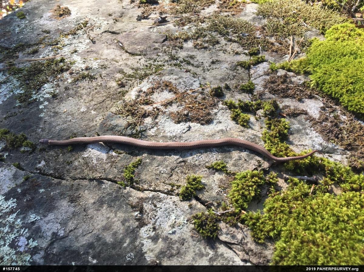 Red-bellied Snake