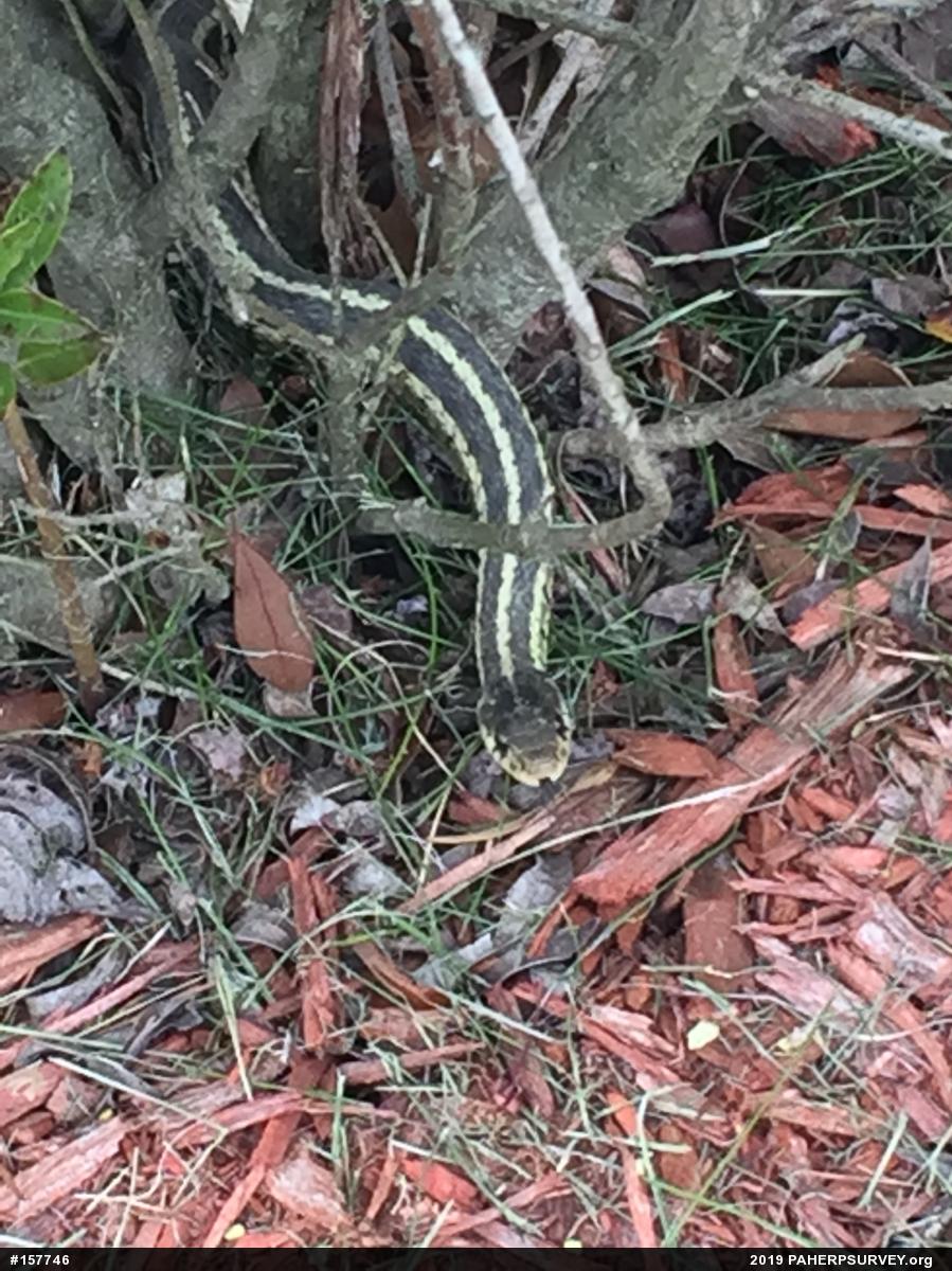 Eastern Gartersnake