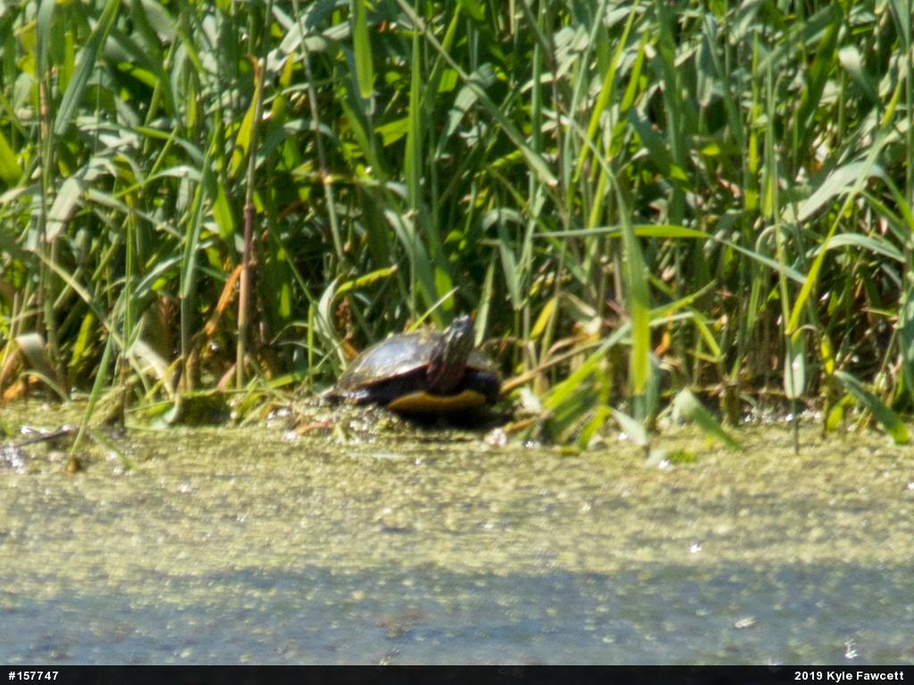 Painted Turtle