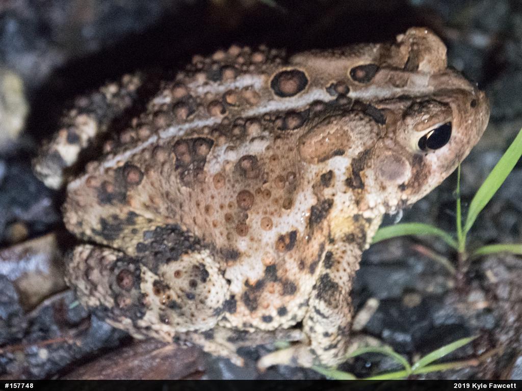 Eastern American Toad