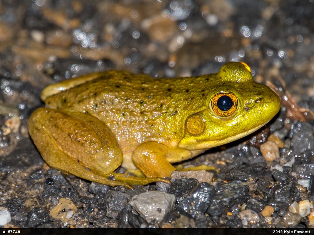 American Bullfrog
