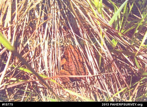 Eastern American Toad