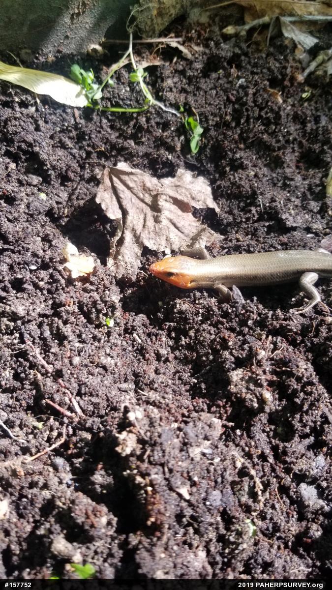 Common Five-lined Skink