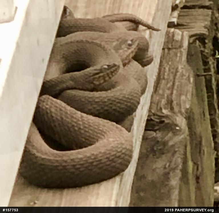 Northern Watersnake