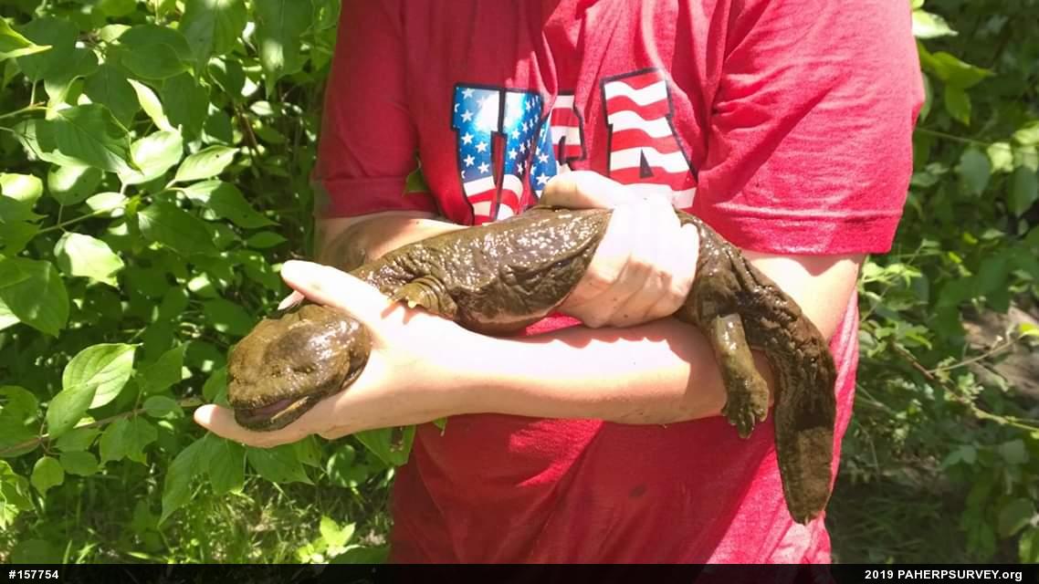 Eastern Hellbender