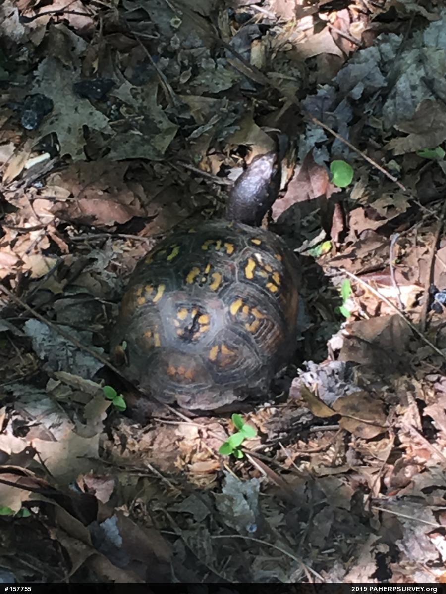 Eastern Box Turtle