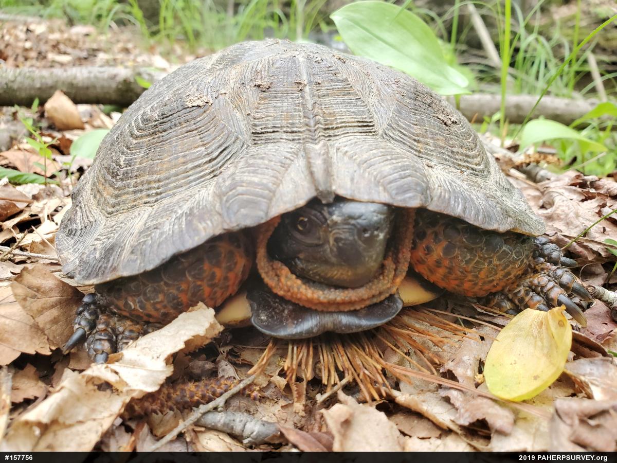 Wood Turtle
