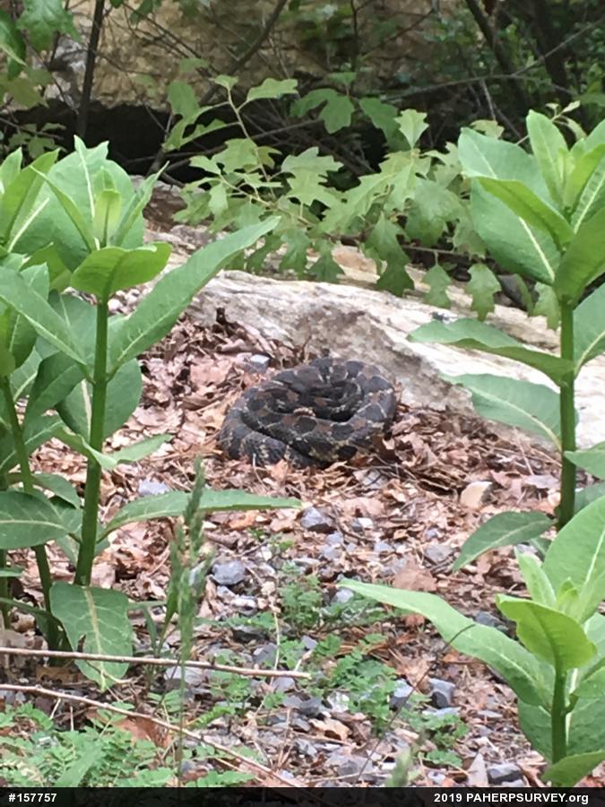 Timber Rattlesnake