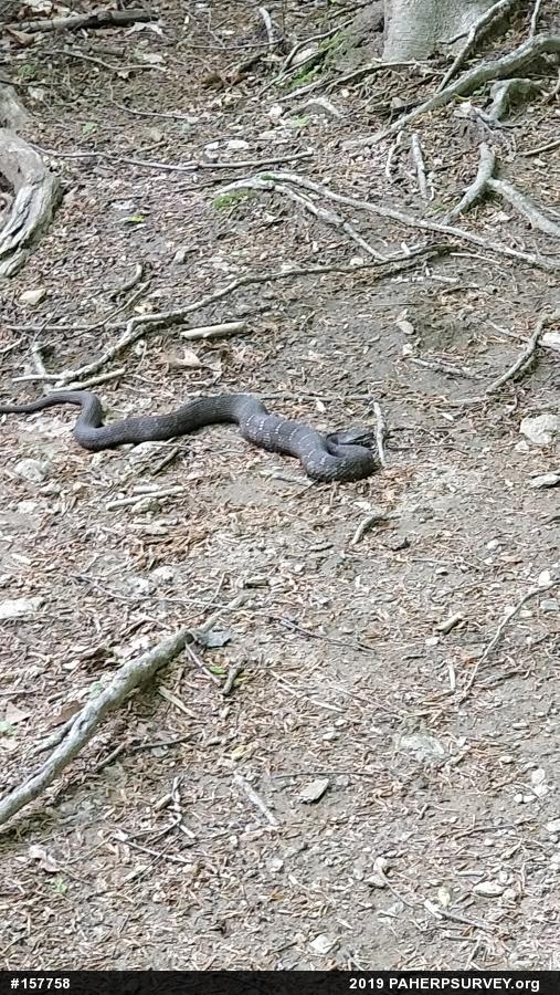 Northern Watersnake