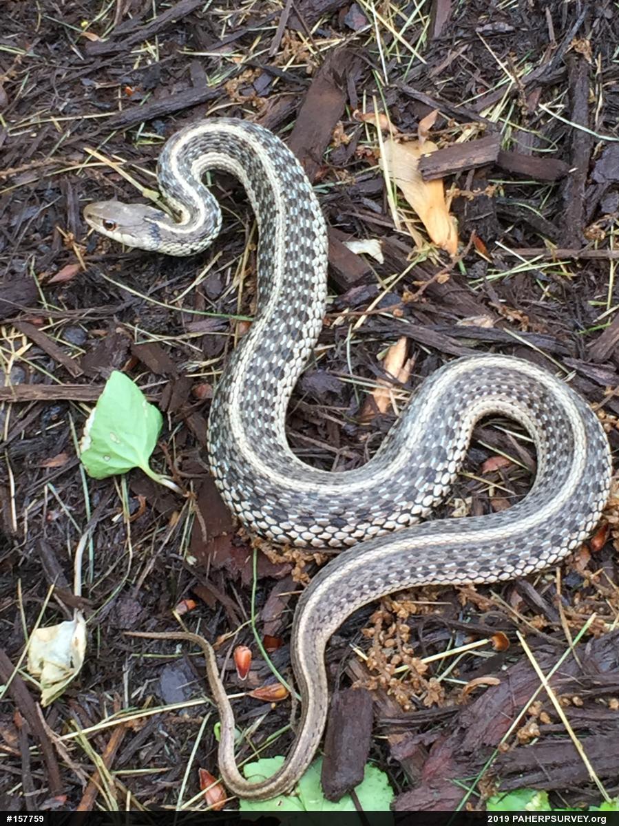Eastern Gartersnake