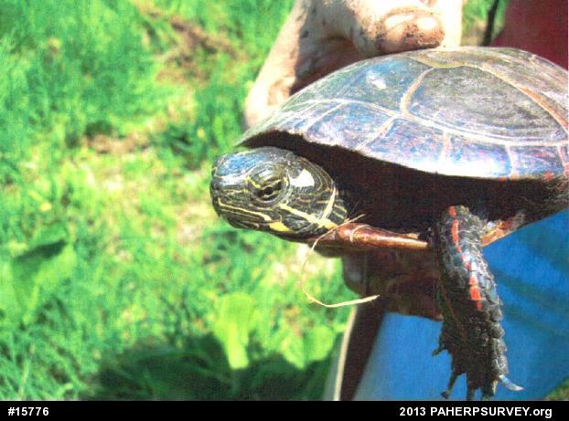 Eastern Painted Turtle