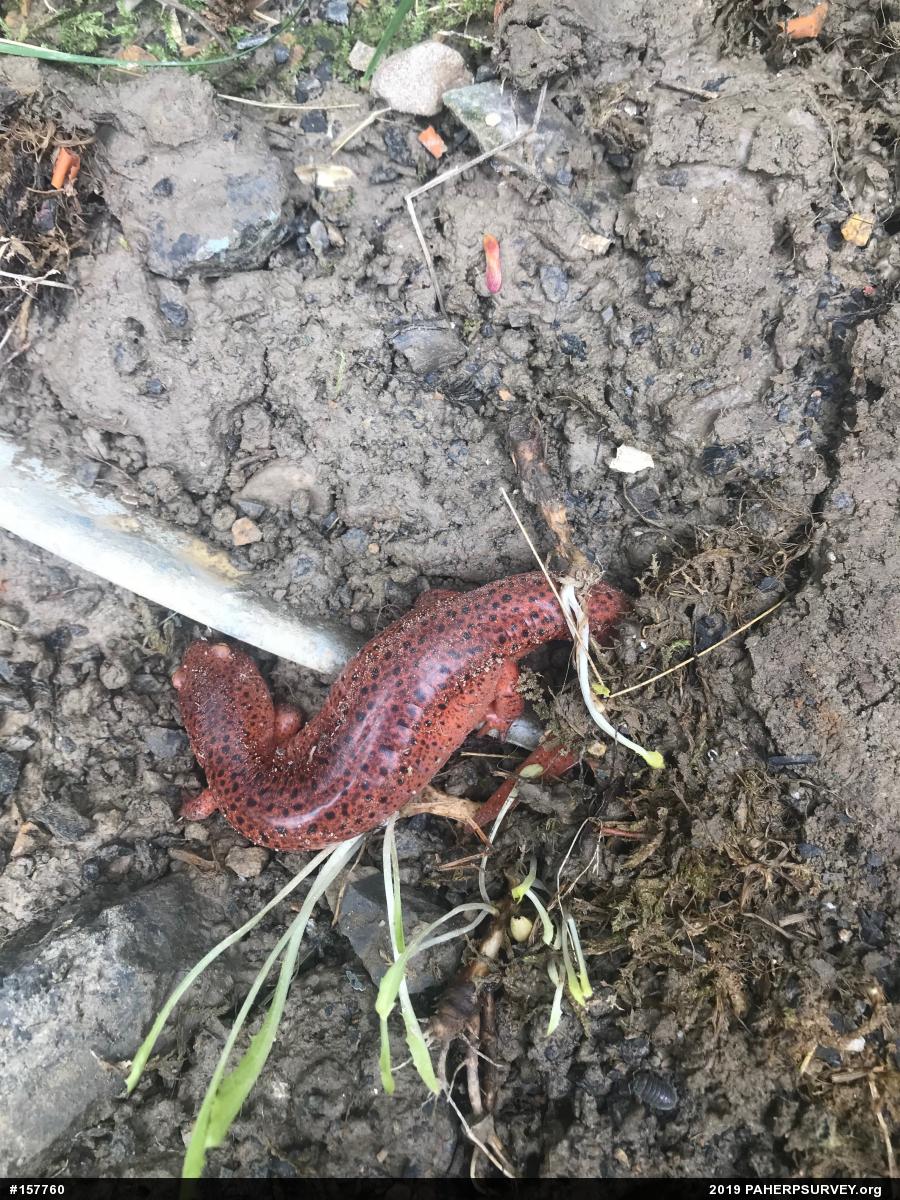 Northern Red Salamander