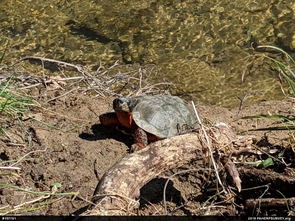 Wood Turtle