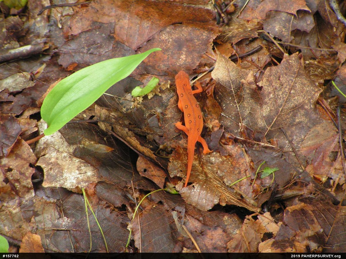 Red-spotted Newt