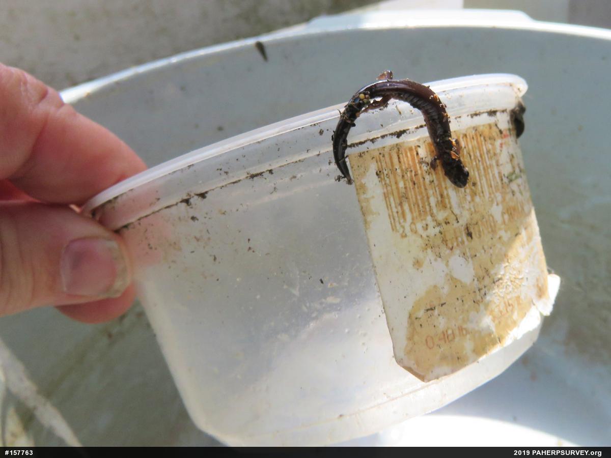 Eastern Red-backed  Salamander