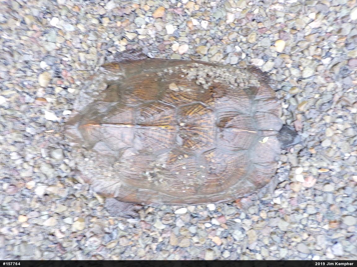 Wood Turtle