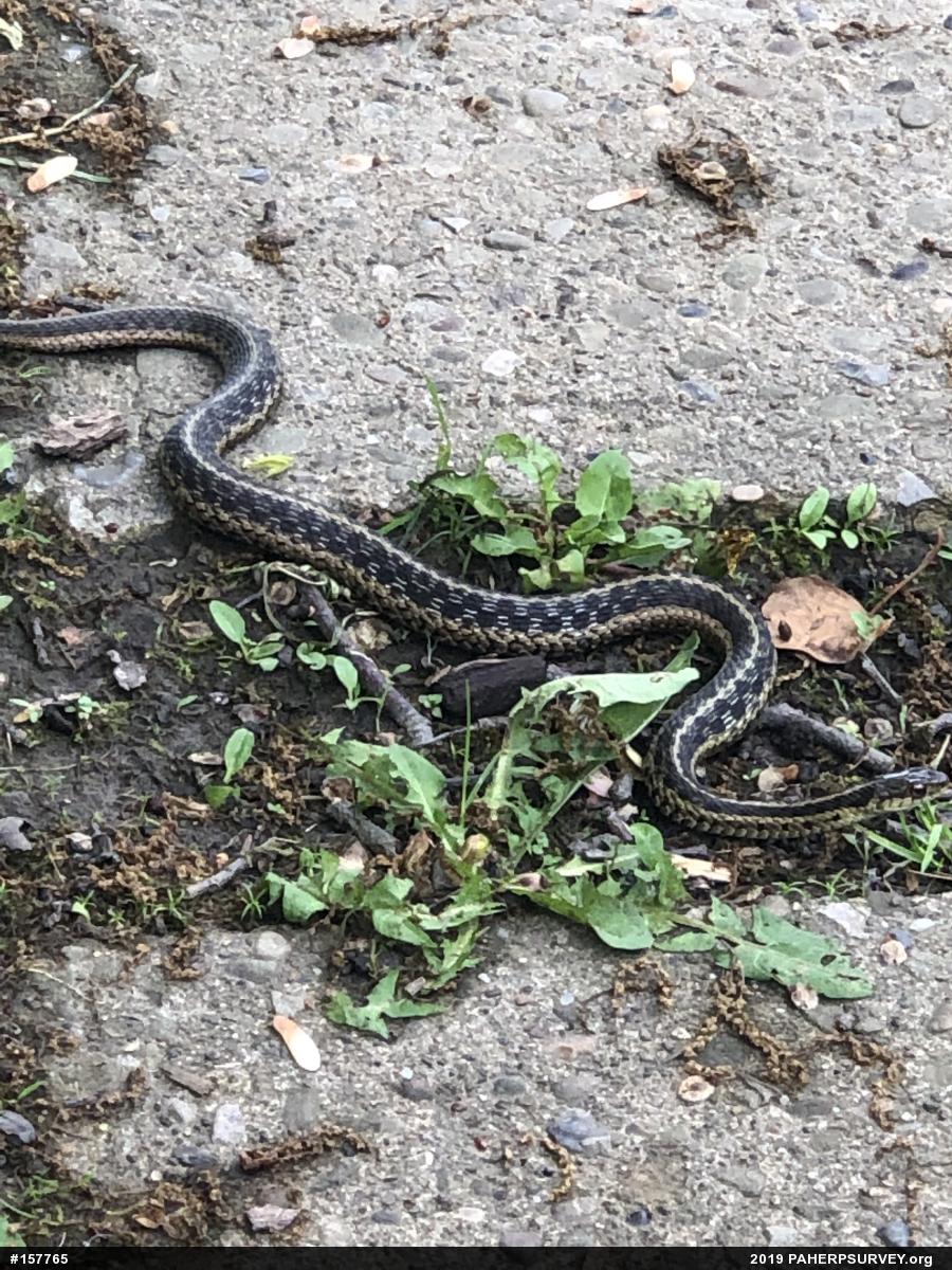 Eastern Gartersnake