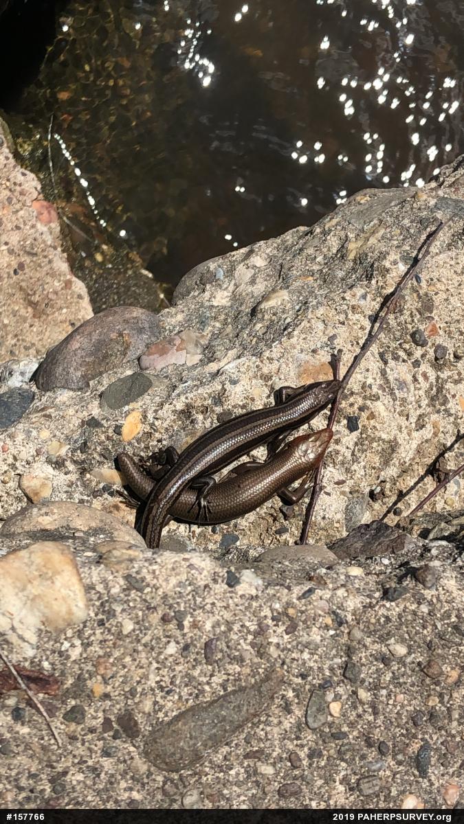 Common Five-lined Skink