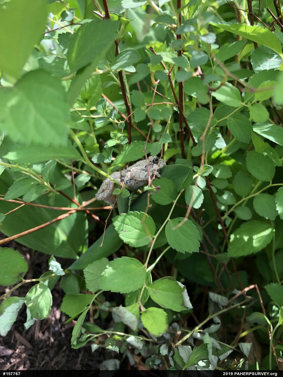 Unknown Gray Treefrog