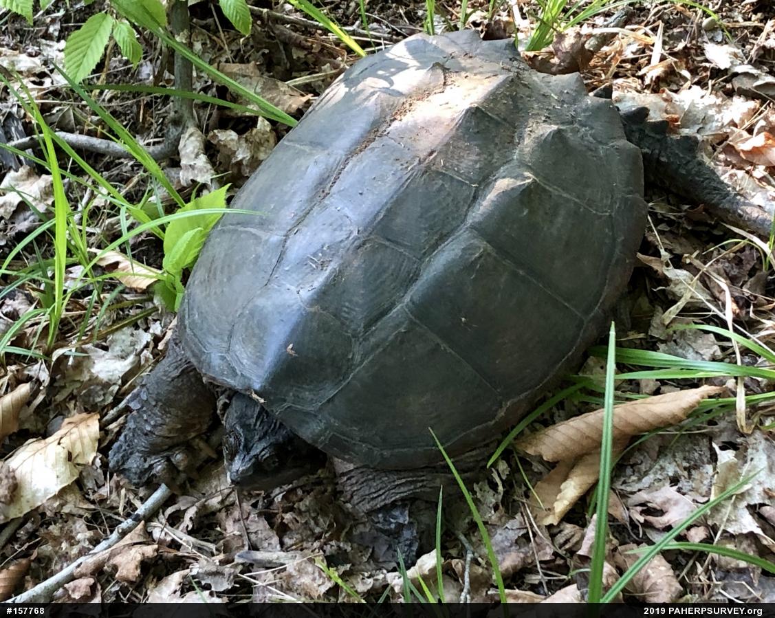 Snapping Turtle