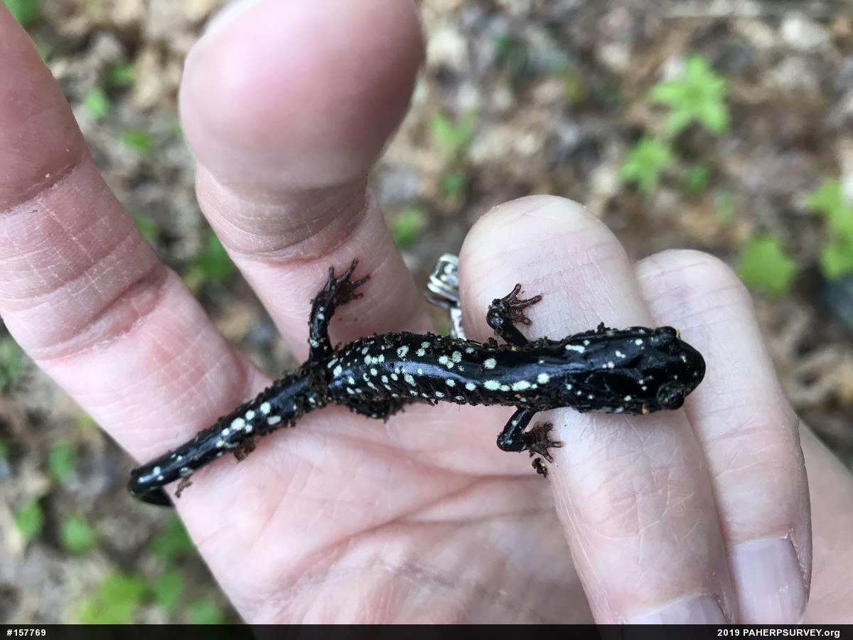 Northern Slimy Salamander