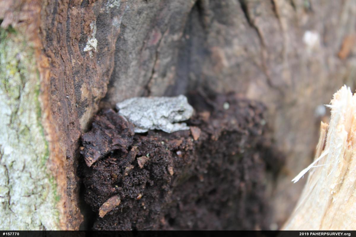 Unknown Gray Treefrog