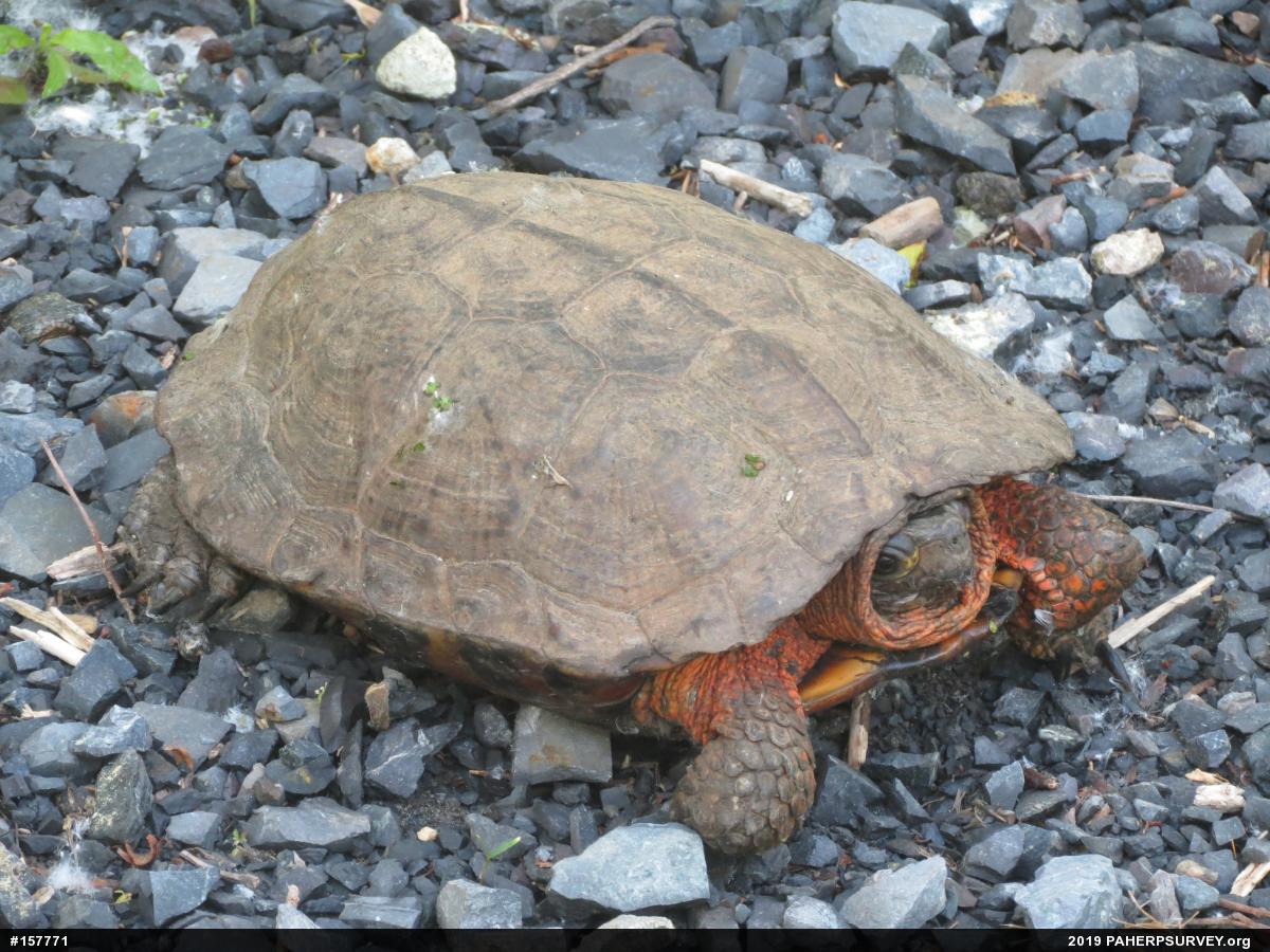 Wood Turtle