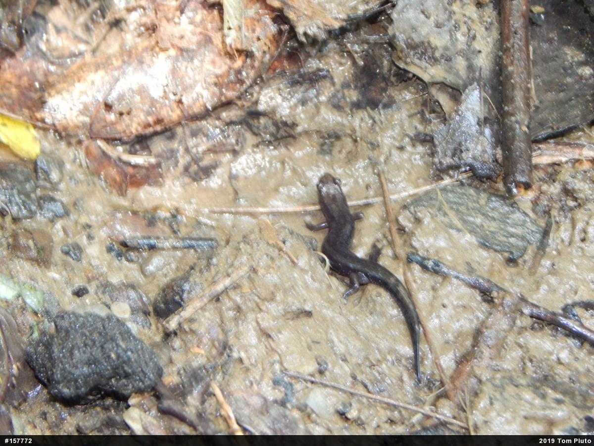 Allegheny Mountain Dusky Salamander