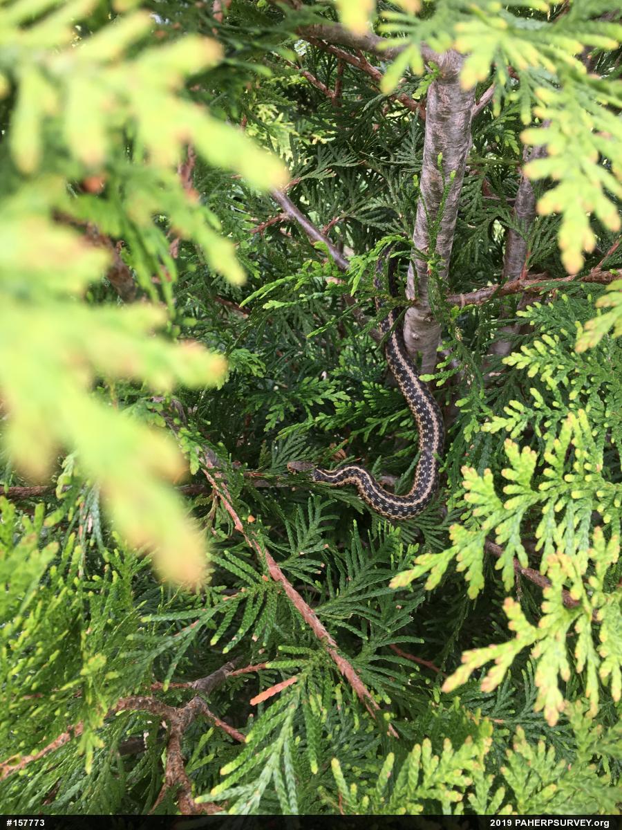 Eastern Gartersnake
