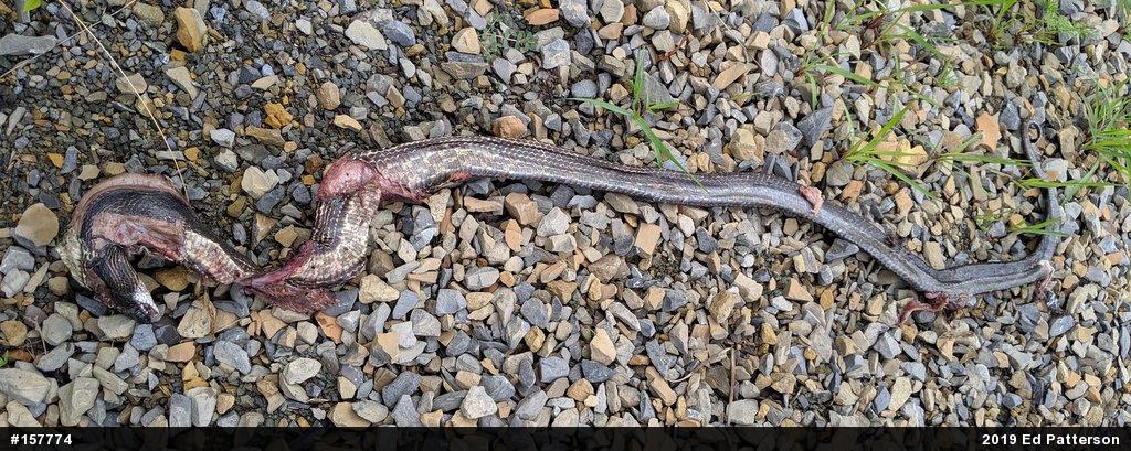 Eastern Ratsnake