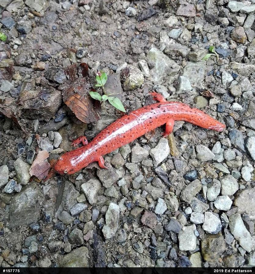 Northern Red Salamander