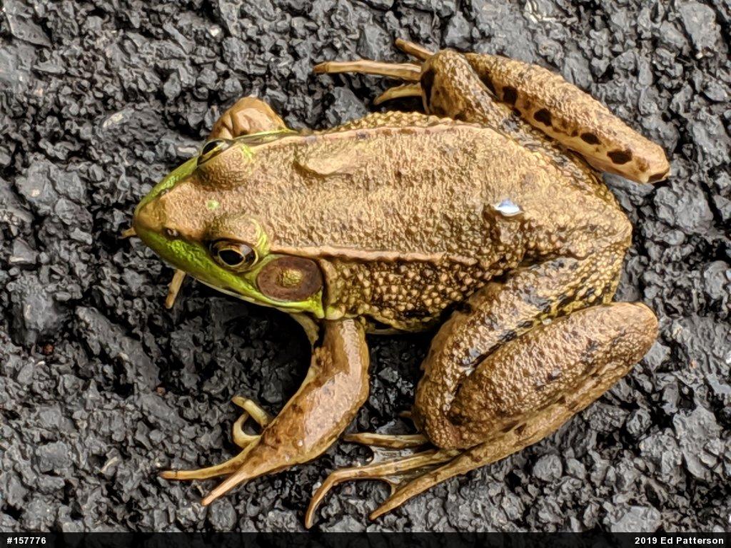 Green Frog