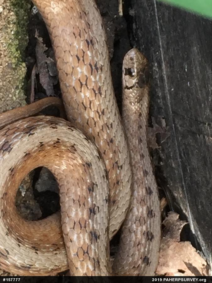 Dekay's Brownsnake
