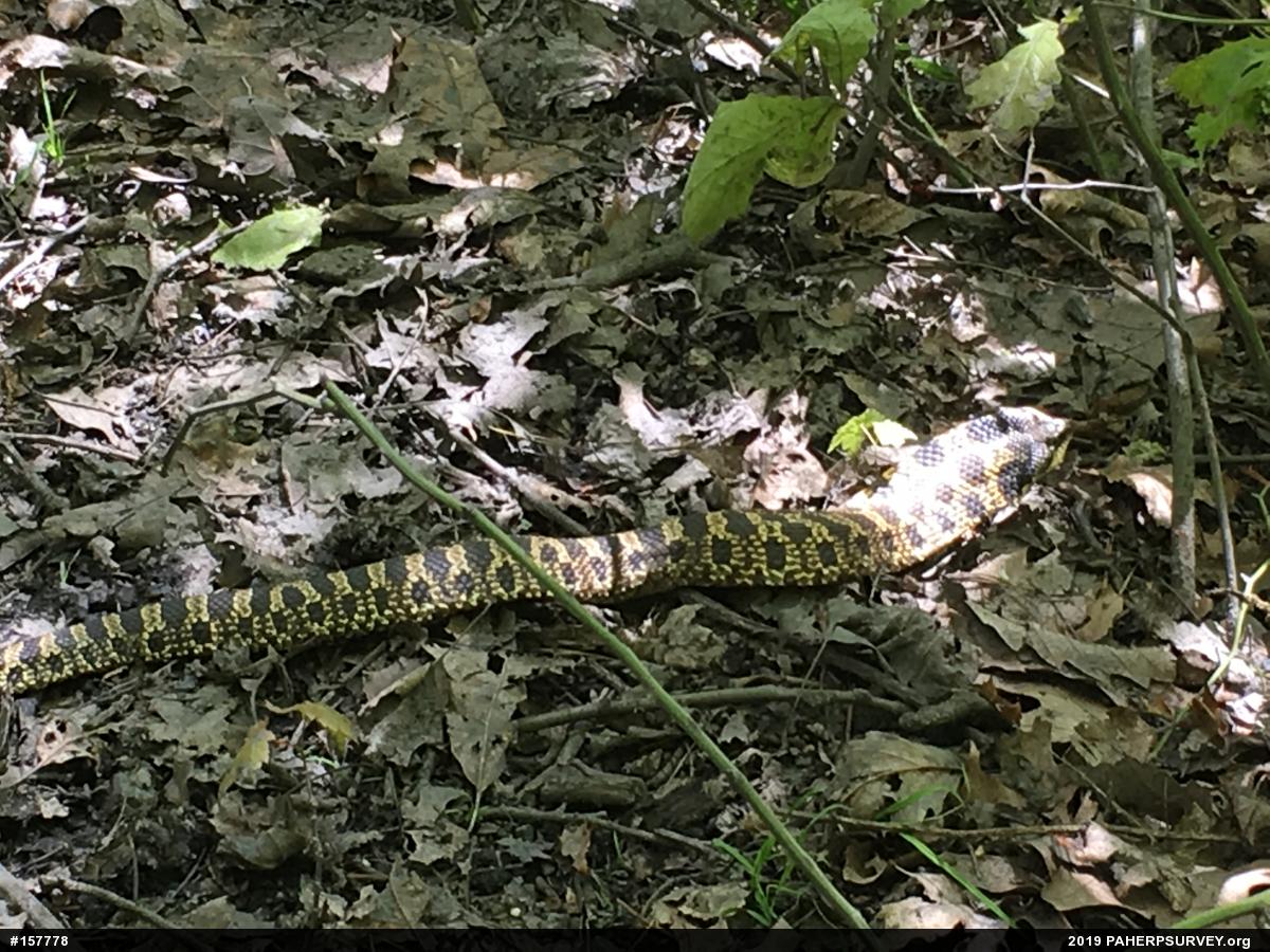 Eastern Hog-nosed Snake