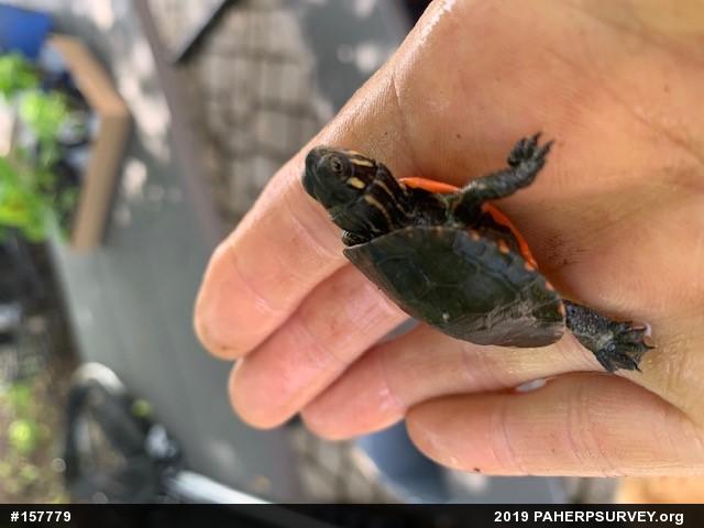 Midland Painted Turtle