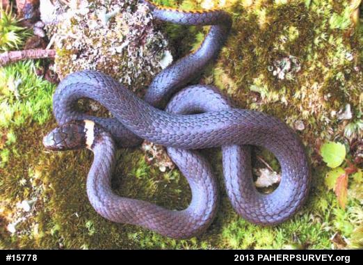 Northern Ring-necked Snake