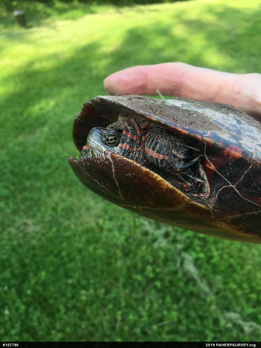 Painted Turtle