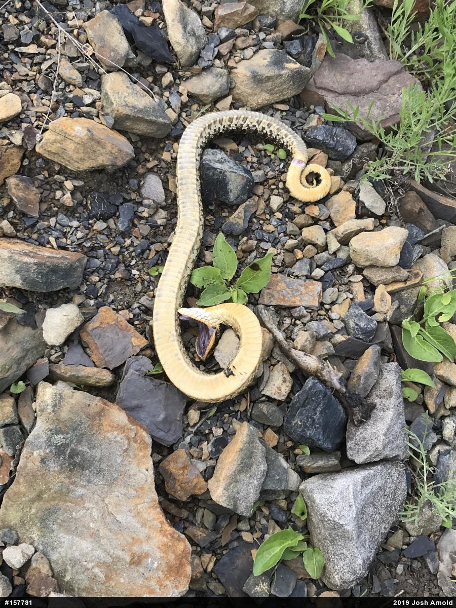 Eastern Hog-nosed Snake