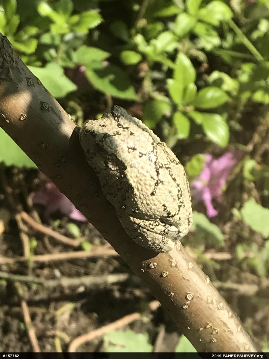Unknown Gray Treefrog