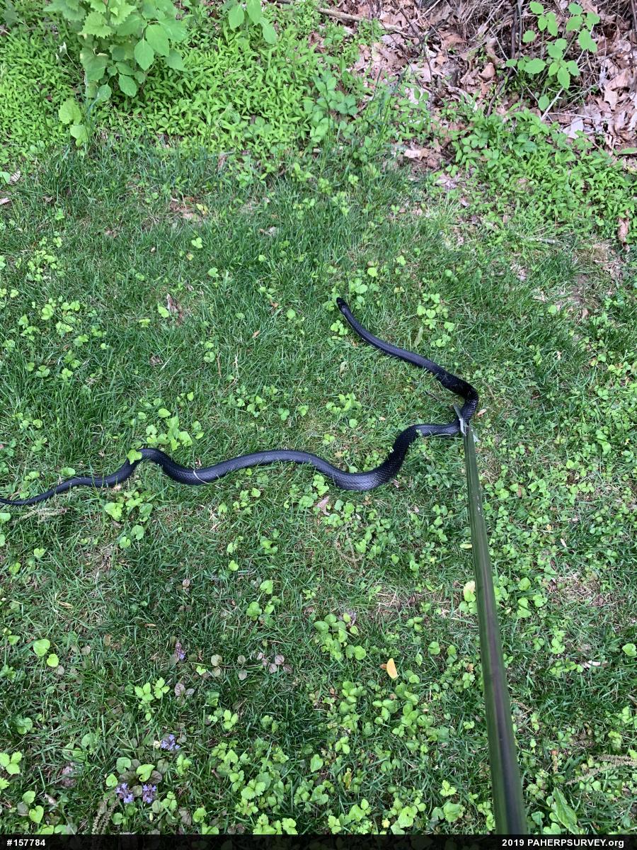 Eastern Ratsnake