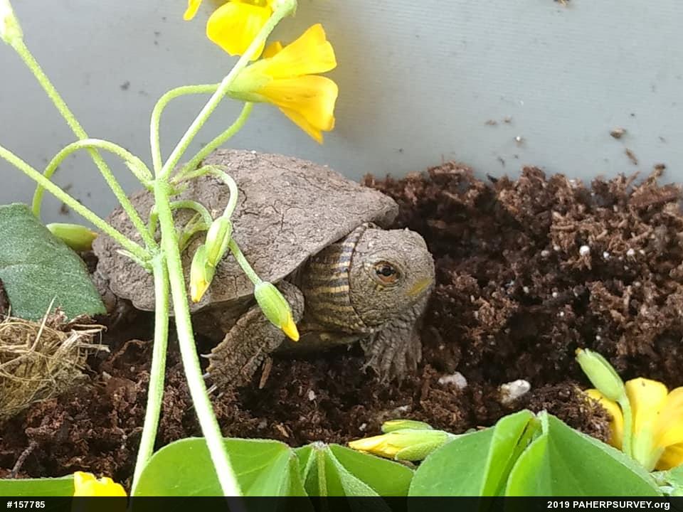 Northern Map Turtle