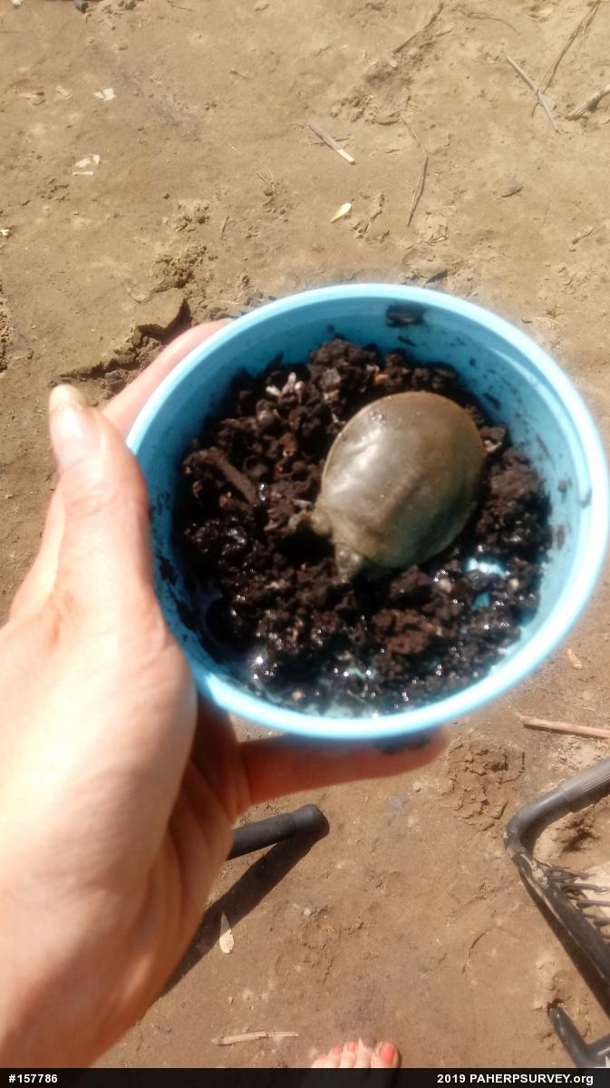 Eastern Spiny Softshell