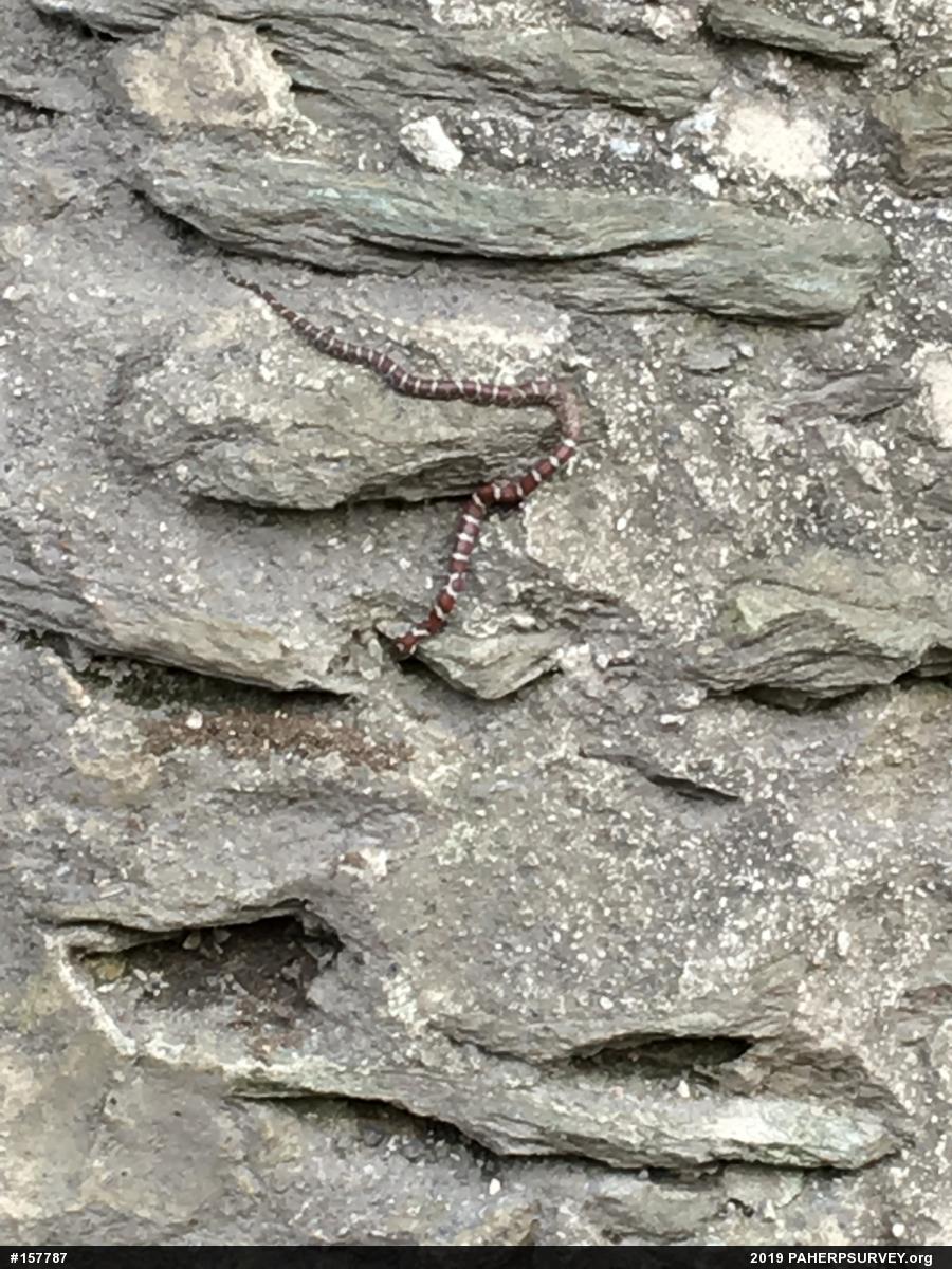 Eastern Milksnake