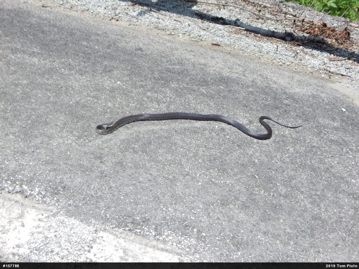 Eastern Ratsnake