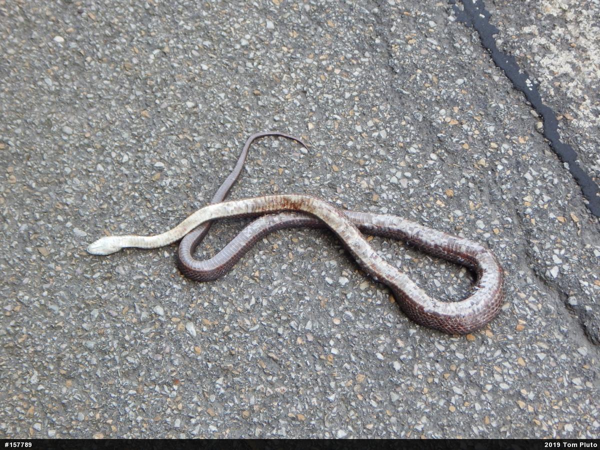 Eastern Ratsnake