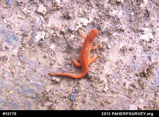 Red-spotted Newt